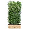 Thuja occidentalis Brabant (Levensboom Brabant) | Bestel online