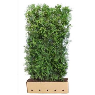 Quick hedge QuickHedge Thuja occidentalis Brabant - Levensboom Brabant 100x200 cm