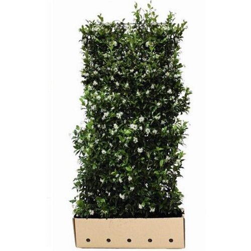 Quick hedge QuickHedge Trachelospermum jasminoides - sterjasmijn 100x180 cm.