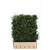 QuickHedge Taxus baccata - Venijnboom 100x120 cm.