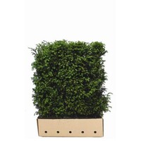 Quick hedge QuickHedge Taxus baccata - Venijnboom 100x120 cm.