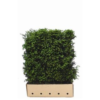 Quick hedge QuickHedge Taxus baccata  - Venijnboom 100x120 cm.