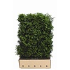 QuickHedge Taxus baccata - Venijnboom 100x150 cm.