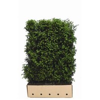 Quick hedge QuickHedge Taxus baccata - Venijnboom 100x150 cm.