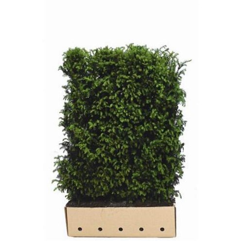 Quick hedge QuickHedge Taxus baccata - Venijnboom 100x150 cm.