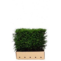 Quick hedge QuickHedge Taxus baccata - Venijnboom 100x80 cm.