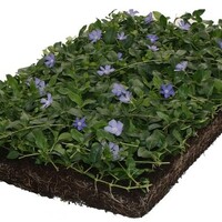 Covergreen Vinca minor matten