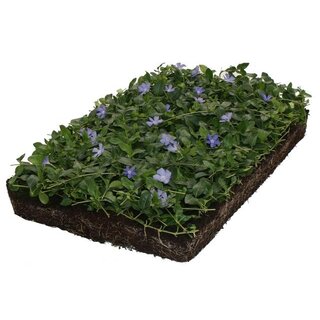 Covergreen Bodembedekker Vinca Minor 57x38 cm.