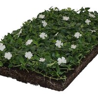 Covergreen Vinca Minor Alba matten