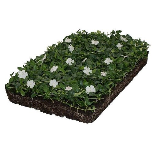 Covergreen Vinca Minor Alba matten