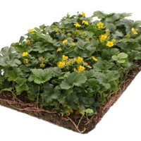 Covergreen Waldsteinia Ternata matten