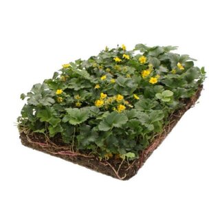 Covergreen Bodembedekker Waldsteinia Ternata 57x38 cm.