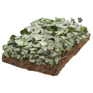 Covergreen Bodembedekker Hedera 57x38 cm.