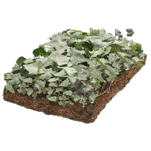 Covergreen Hedera helix woerner matten