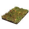 Sedum matten