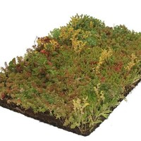 Covergreen Bodembedekker Sedum | Plantenmat voor direct resultaat