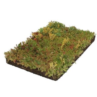 Covergreen Bodembedekker Sedum 57x38 cm.