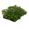 Geranium Biokovo matten
