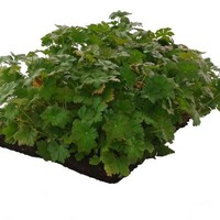 Covergreen Bodembedekker Geranium | Plantenmat voor direct resultaat