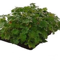 Covergreen Geranium Biokovo matten