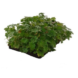 Covergreen Bodembedekker Geranium Biokovo 57x38 cm.