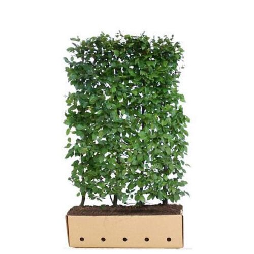 Quick hedge QuickHedge Carpinus Betulus 100x120 cm.