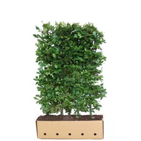 Quick hedge Beukenhaag (Fagus Sylvatica) te koop | 100x150 cm