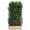 QuickHedge Taxus baccata - Venijnboom 100x200 cm.