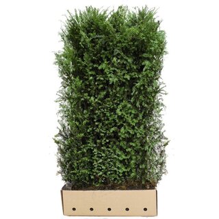 Quick hedge QuickHedge Taxus baccata  - Venijnboom 100x200 cm.