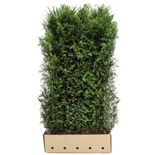 Quick hedge QuickHedge Taxus baccata - Venijnboom 100x200 cm.
