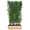 QuickHedge Ligustrum ovalifolium - haagliguster 100x200 cm.