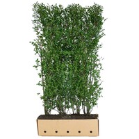 Quick hedge QuickHedge Ligustrum ovalifolium - haagliguster 100x200 cm.