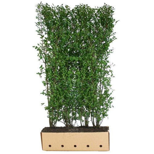 Quick hedge QuickHedge Ligustrum ovalifolium - haagliguster 100x200 cm.