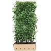 QuickHedge Prunus Lauroseracus Genolia 100x200 cm