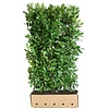 QuickHedge Prunus Lauroseracus Novita 100x200 cm.