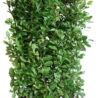 Quick hedge QuickHedge Prunus Lauroseracus Novita 100x200 cm.