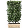 QuickHedge Prunus lusitanica Angustifolia 100x150 cm.