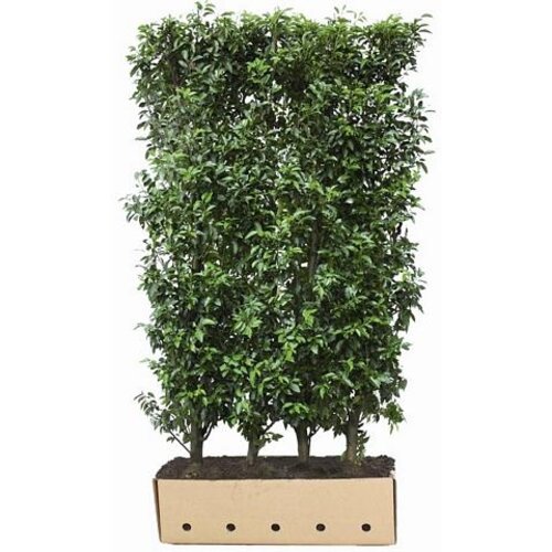 Quick hedge QuickHedge Prunus lusitanica Angustifolia 100x150 cm.