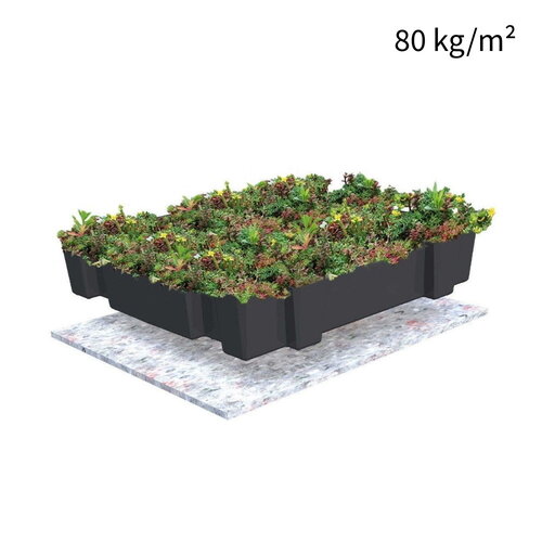 Sempergreen Sedumtray Cassette Click 'n Go (45x49,5 cm)