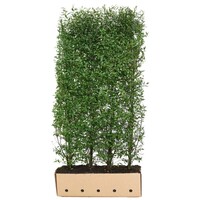 Quick hedge QuickHedge Ligustrum vulgare Atrovirens  - wilde liguster 100x200 cm.