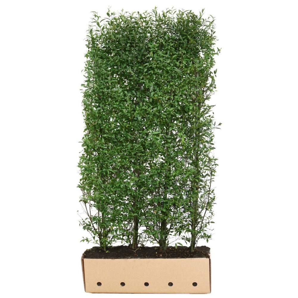 philodendron arrow Amazon Arrow - Philodendron hastatum