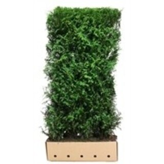 Quick hedge QuickHedge Thuja plicata Martin 100x200 cm.