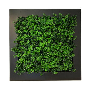 Green-lab Planten schilderij Dikkemanskruid (kunsthaag) 67x67 cm