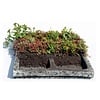 Sempergreen sedumcassette 50 x 50 cm | Bestel online