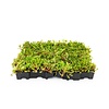 Mobiroof ECO sedum cassette Kant & Klaar (50x50x6 cm)