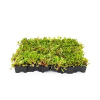 Mobilane Mobiroof ECO sedum cassette Kant & Klaar (50x50x6 cm)