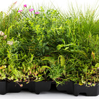 Mobilane Mobiroof ECO Sedum & Wildflower cassette Kant & Klaar (50x50x6 cm)