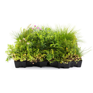 Mobilane Mobiroof ECO Sedum & Wildflower cassette Kant & Klaar (50x50x6 cm)