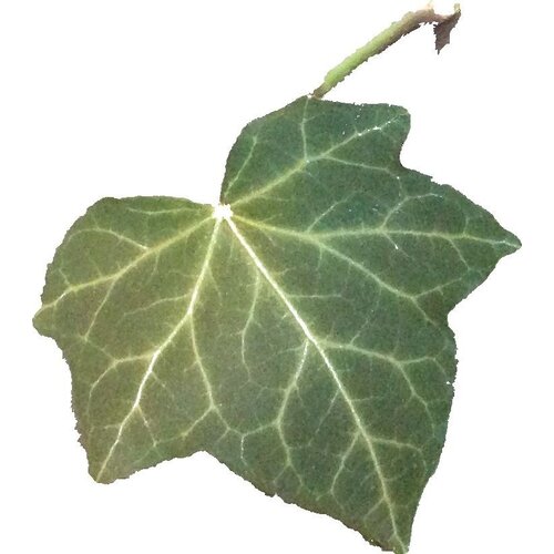 Mobilane Hedera Helix Woerner 100 cm