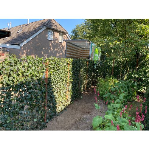 Mobilane Hedera Helix Woerner 120x300 cm | Kantenklaarhagen.nl